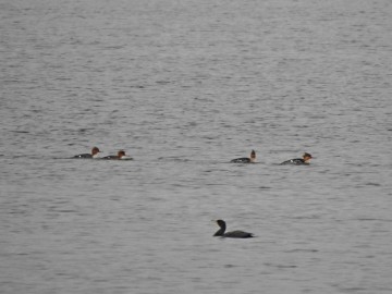 Rzadkości na zbiorniku Sulejowskim, <p>szlachary i kormoran</p>